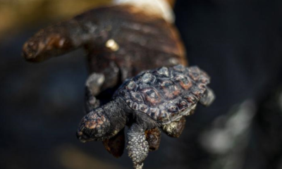 Akdeniz’de çevre felaketi!