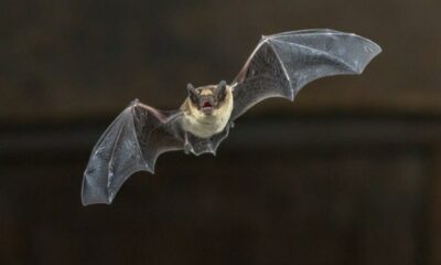 DSÖ’den corona senaryosu