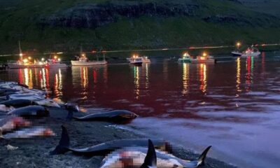 Danimarka’da katliam gibi festival