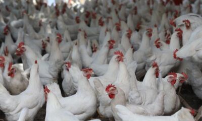 Uzmanlardan kuş gribi  uyarısı!