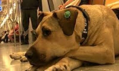 Boji suçlanmıştı, gerçek ortaya çıktı