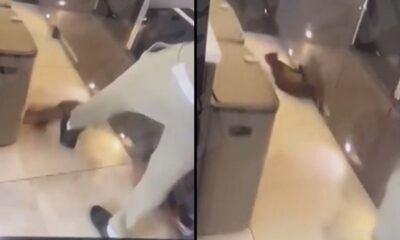 Kurt Zouma kediye işkence etti!