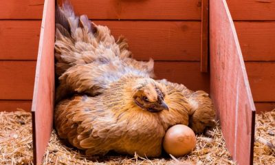 Kuluçka Makinesi Nedir?