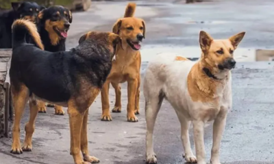 İstanbul’da da sokak köpeklerini beslemek yasaklandı